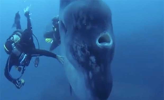 Source: Facebook/Scuba Diving is My Life