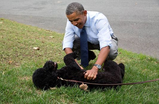 Eight of the Most Memorable Presidential Dogs