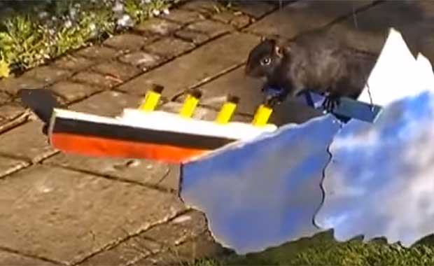 Man Gains Internet Fame for Movie-Themed Squirrel Obstacle Course
