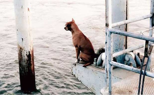 Lost Dog Spends a Month Waiting for Its Family on a Lonely Pier