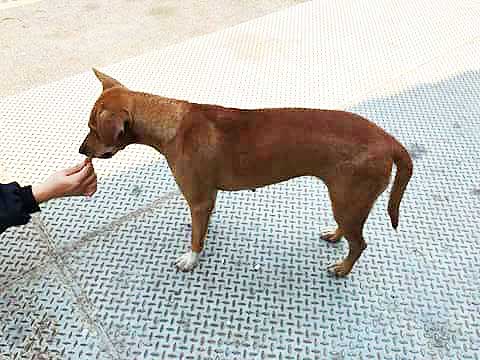 Source: Facebook/Rungrot Kongpiban