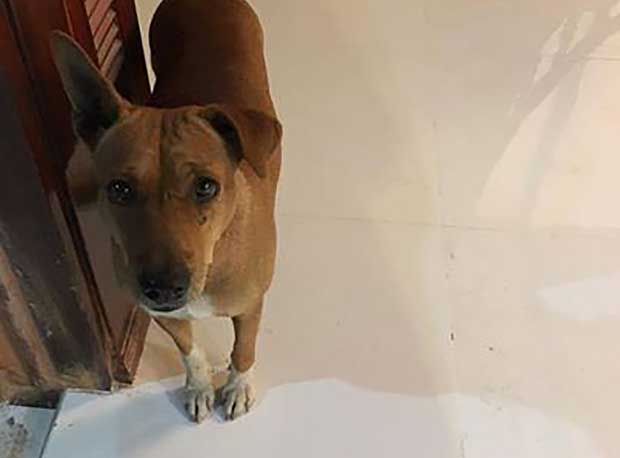 Source: Facebook/Rungrot Kongpiban