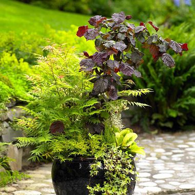 Source: Better Homes and Gardens