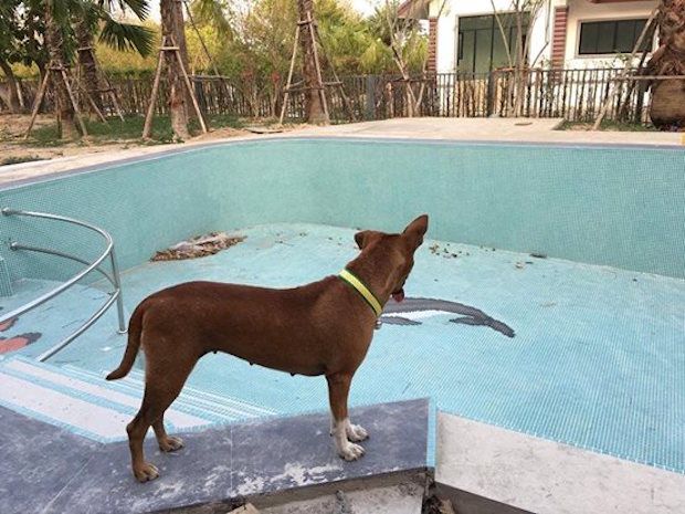 Courtesy Rungrot Kongpiban