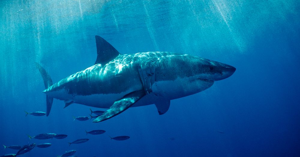 Shark Attacks: Real-Life Jaws Stories of Deadly Shark Attacks