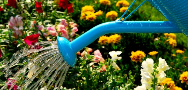 Source: gardenguides.com