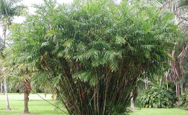 Photo Credit: Top Tropical.com