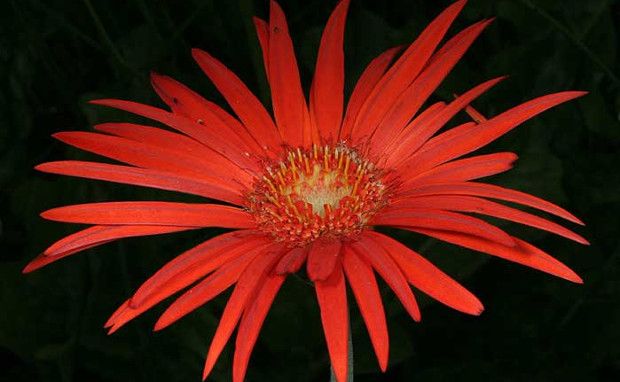 Photo Credit: Bio Diversity Explorer