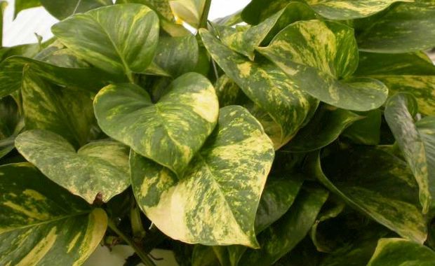 Photo Credit: Fizzy Energy.com