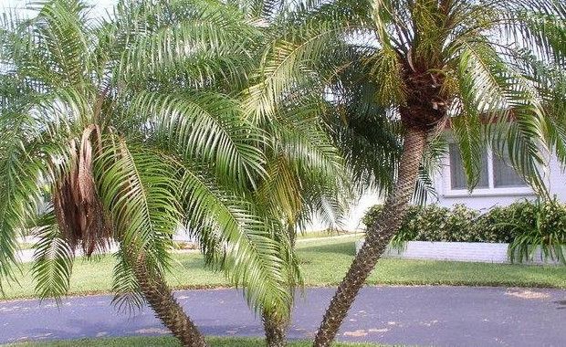 Photo Credit: Davids Gardens