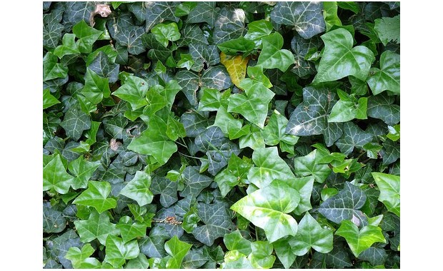 Photo Credit: Online Plants.com 