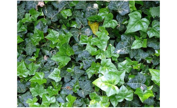 Photo Credit: Online Plants.com