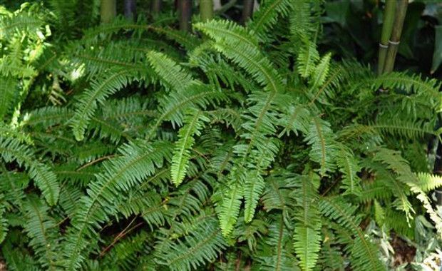 Photo Credit: Learn To Grow