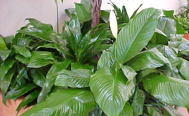 Photo Credit: Mgonline.com