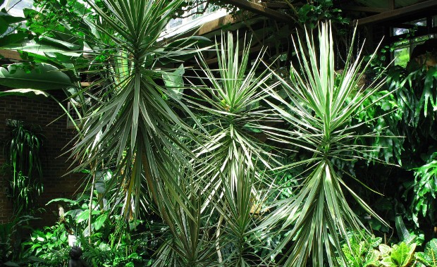Photo Credit: Online Plant Guide