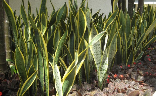 Photo Credit: My Plant Finder 