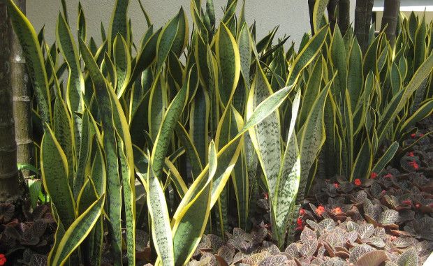 Photo Credit: My Plant Finder