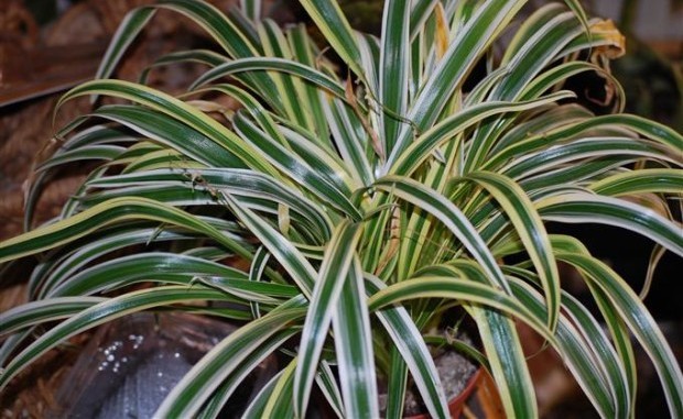 Photo Credit: Roots Nursery.com 