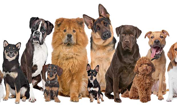 Everybody Needs to Hear ‘Science Guy’ Bill Nye’s Lessons on Dog Evolution