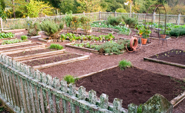 Photo Credit: Bonnie Plants