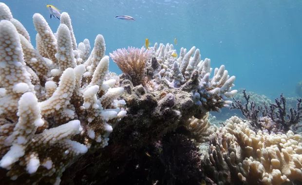 Disturbing Images Surface of Extensive Coral Bleaching Across Great Barrier Reef