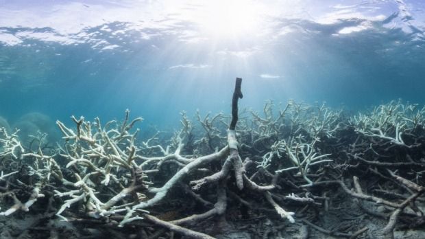 Source: : XL Catlin Seaview Survey