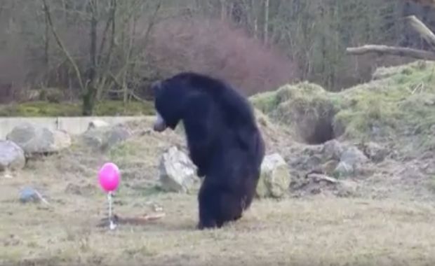These Three Bears are Utterly Confused About a Floating Pink Balloon