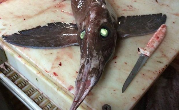 Bizarre Fish With ‘Evil Eyes’ Found Off Coast of Newfoundland