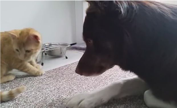 Kitten Feeds Dog in the Most Adorable Way Ever