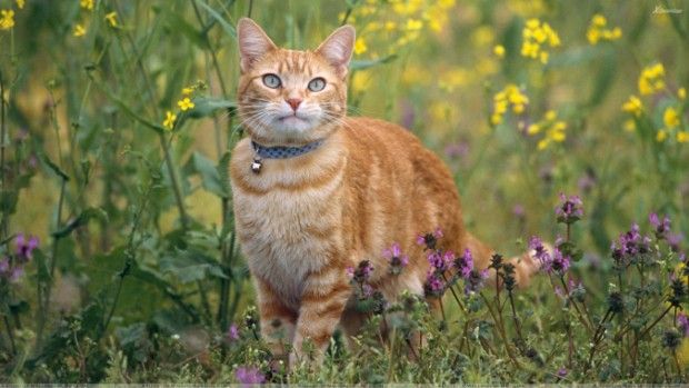 Source: Our-happy-cat.com