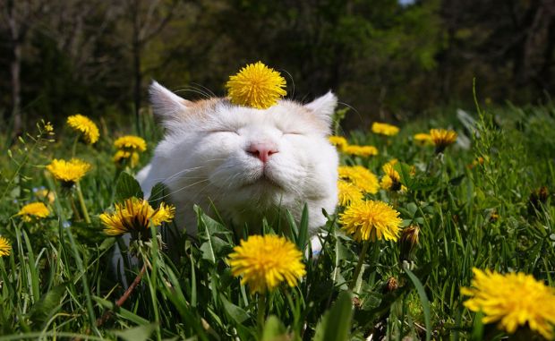How and Why to Build a Cat Garden