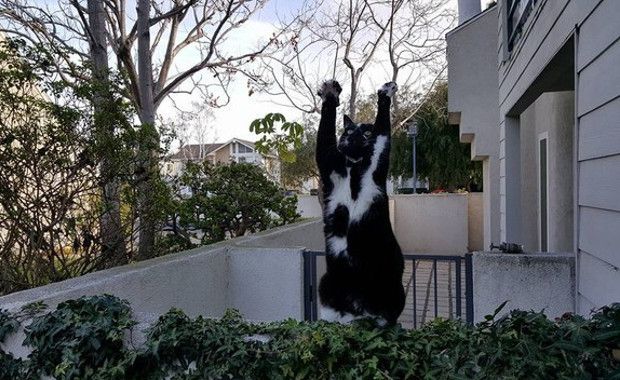 Photo Credit: Peter Mares and Kira Basciano / Via Instagram: @goalkitty