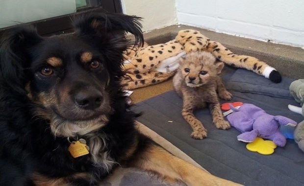 An Australian Shepherd Dog Helps Raise Orphaned Cheetah Cubs After Mom Dies