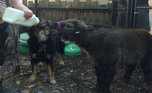 Source: Cincinnati Zoo