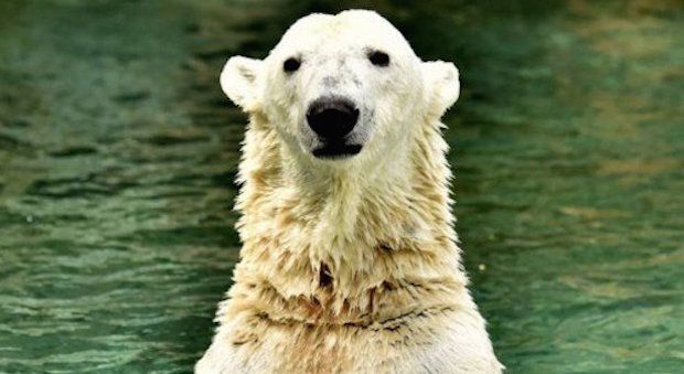 Polar Bear Escapes Enclosure at Cincinnati Zoo