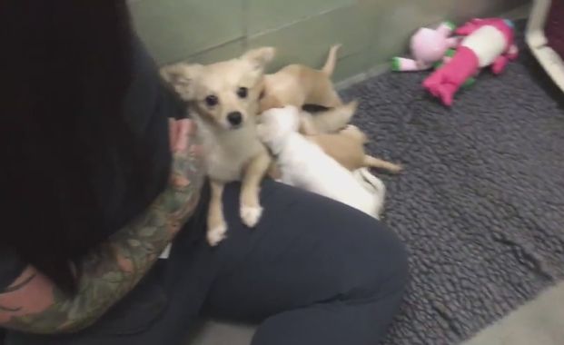 Your Heart Will Melt When You See a Scared Rescue Dog Reunited With Her Puppies