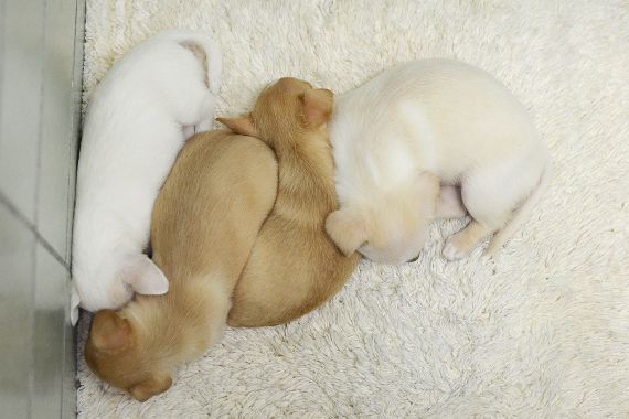 Source: Facebook/Marin Humane Society