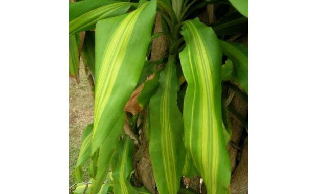 Photo Credit: House Plant Expert