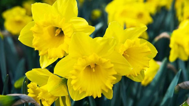 Source: Gardenia.net