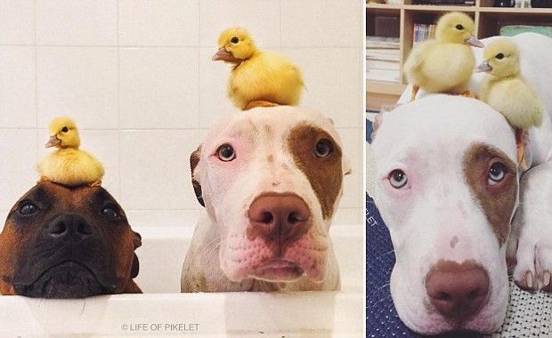 Photo Credit: Daily Mail UK/ @lifeofpikelet Instagram Account