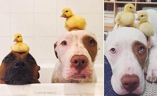 Rescue Dog Adorably Looks Over His Foster Ducklings