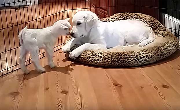 This Puppy and Baby Goat Are Major #SquadGoals