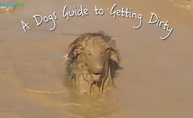 A Dog’s Guide to Enjoying the Outdoors