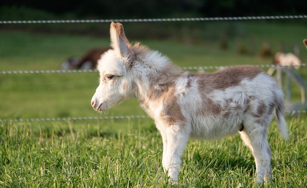 20 Miniature Donkeys Are in Need of a ‘Forever Home’