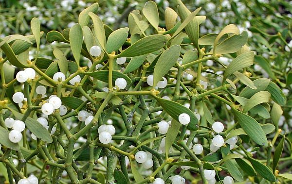 Source: Haggardhawksblog.blogspot.com