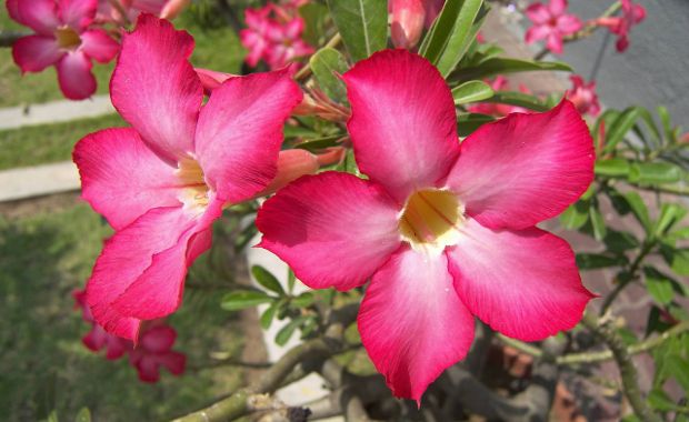Common Deadly Household Plants