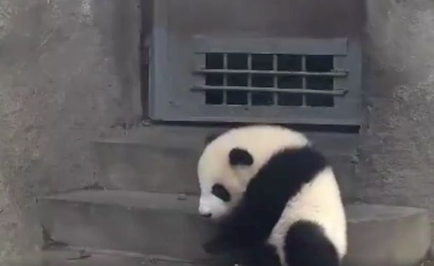 Watch: Super Adorable Panda Cub Tries to Escape From Its Enclosure