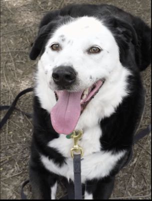 Source: YouTube/Mutual Rescue