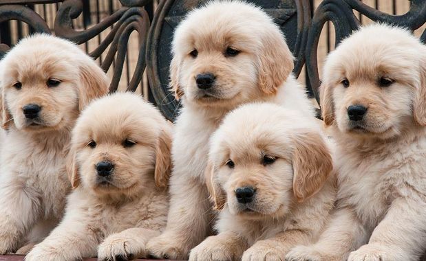 Social Media Explodes With Puppies for National Puppy Day
