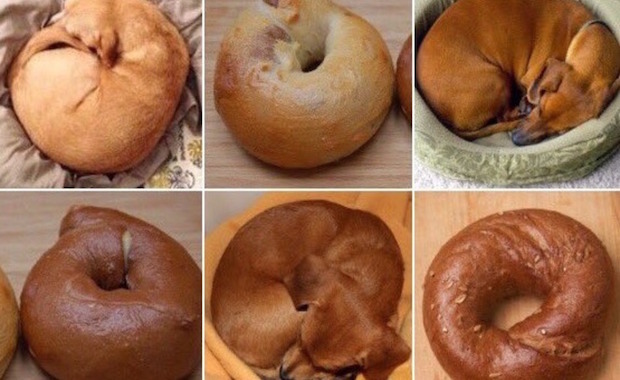 PuppyBagel_Top